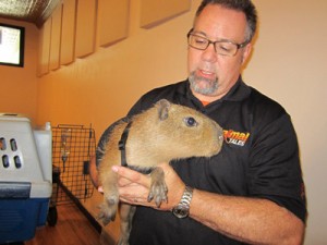 wildlife expert holds a capybara
